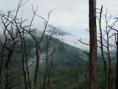 View from No Business Knob
Flattop Mountain/Spivey Gap area.
August, 2010
