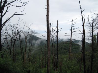 View from No Business Knob
Flattop Mountain buried in clouds.
August, 2010
