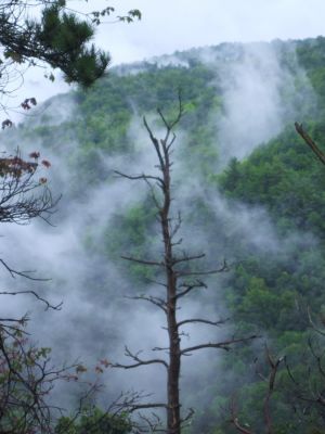 View from No Business Knob
Clouds ascending  the Devils Creek Valley and Flattop Mountain.
August, 2010

