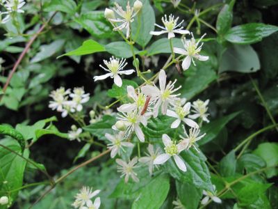 Virgin's Bower
Also known as 'Wild Clematis'.
Devil's Creek Gap,
August, 2010

