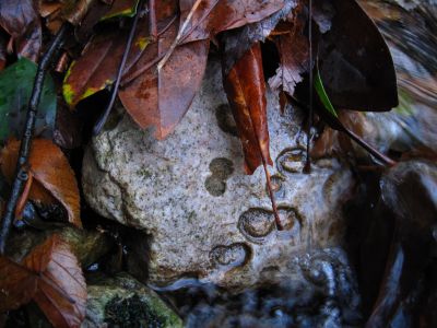 Geology
Interesting rock specimen in the rock canyon.

11-21-2015
