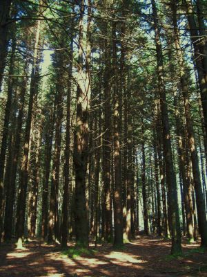 Summit
Elevation 4,957
August, 2010
