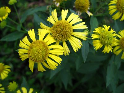 Meadow Flowers
Big Bald Meadows
Rat's Birthday Hike, 2013
Evening, Day 2
