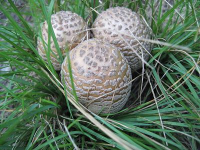 Fly Agaric
looking like bird eggs in the grass.
Unaka Mountain, 
August, 2010

