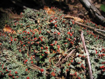 Blue-Green Moss
With red spore caps.
Coldspring Mountain,
September, 2010
