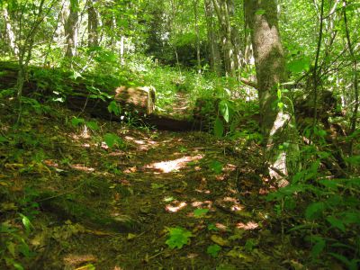 Top of the Fork Ridge Trail
Connecting with the Appalachian Trail just beyond the log with the step cut into it.
Coldspring Mountain,
September, 2010
