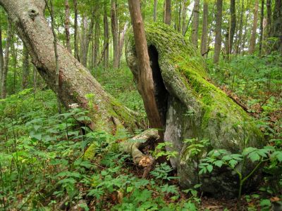 Bent Rock
Interesting Geology...
Little Bald Mountain,
Rat's Birthday Hike, 2013
Day 3


