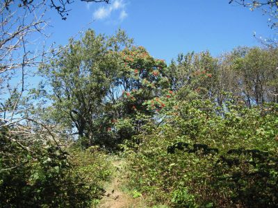Bassette Knob
buried in weeds and thorns...
Coldspring Mountain,
September, 2010
