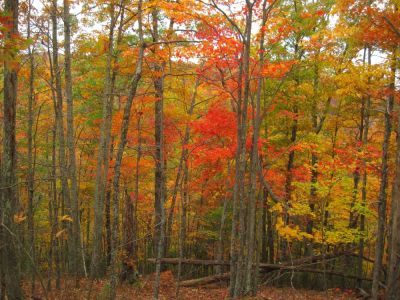 Autumn Scenery
11-3-2017
