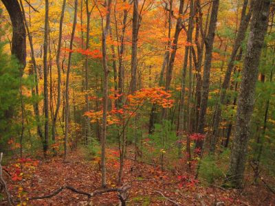 Autumn Scenery
11-3-2017
