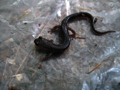 Salamander
Crawled under my tent...
Rat's Birthday Hike, 2013
Day 5
