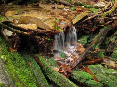 Small Cascade
Flattop Mountain Branch
Rat's Birthday Hike, 2013
Day 5
