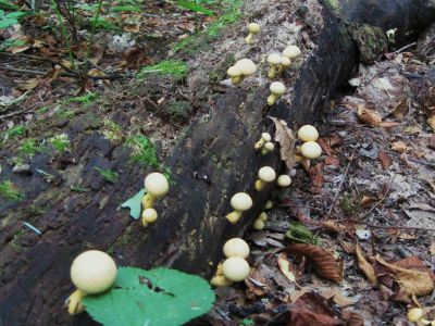 Puffball Mushrooms
Growing out of an old log in the Roaring Fork on the Appalachian Trail, RBH,
September, 2010
