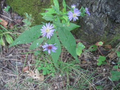 Asters
On Walnut Mountain, on the Appalachian Trail, RBH,
September, 2010
