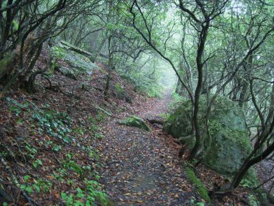 Ascending Bluff Mountain
Cloudy Trail
...on the Appalachian Trail, 
September, 2010
