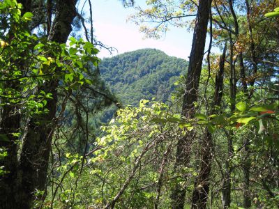 Lamb Knob
As seen from trail near Gragg Gap.
September, 2010
