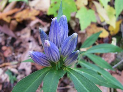 'Closed' Gentian
Little Bald Mountain
October, 2010
