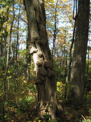 Knotted Tree
Little Bald Mountain
October, 2010
