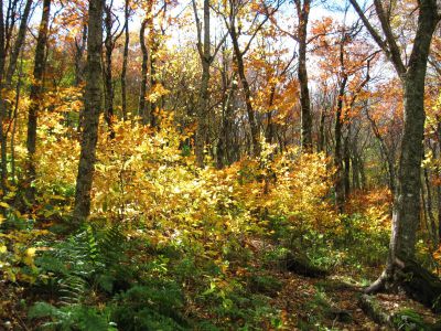 Autumn Scene
Little Bald Mountain
October, 2010
