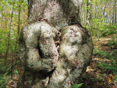 Doubly Gnarly
Little Bald Mountain
October, 2010

