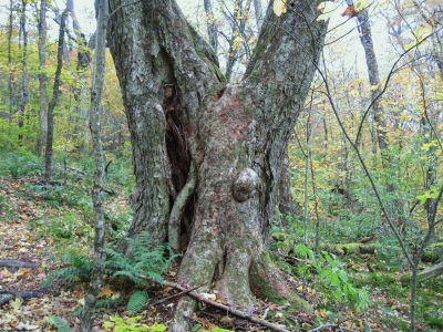 Separating Tree
Little Bald Mountain
October, 2010
