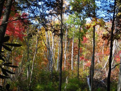 The Whitehouse Mountain Trail
Autumn Scenery...
Rocky Fork, 
October, 2010
