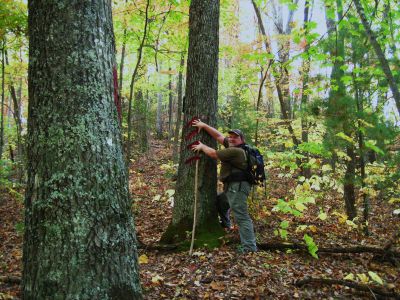 Whitehouse Mountain Trail
Rat Patrol 'clawing' the tree with red blazes marking the ridge-trail.
Rocky Fork, 
October, 2010
