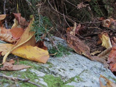 Toad
...on rock,
Rocky Fork,
October, 2010
