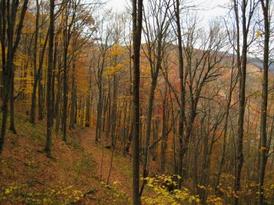 Autumn Trails
Unaka Mountain,
October, 2010
