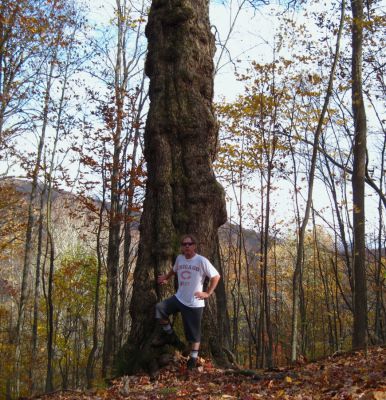 Impressive Tree
Unaka Mountain,
October, 2010
