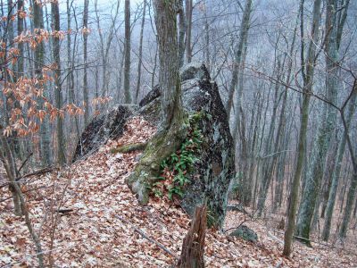 Growing on Boulder
near Sugarloaf Gap,
November, 2010
