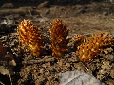 Bear Corn
4-14-2018
