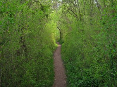 Green Trail Corridor
4-14-2018
