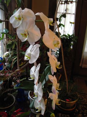 Betty's Orchid
April 2018
