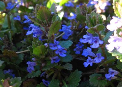 Ground Ivy
April 2018

