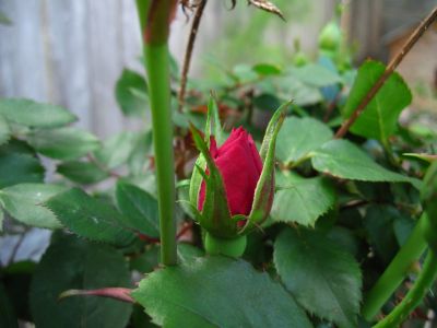 Red Rose Bud
May 2018

