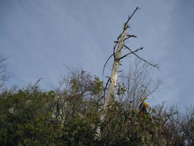 Whitehouse Mountain Cliffs
Melissa, aka 'Fireball', stands on one of the cliff ledges...
Rocky Fork Area,
December, 2010
