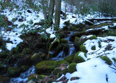 Hollow Log In Creek
Upper Devil's Creek,
1-29-2011
