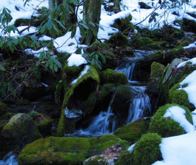 Hollow Log In Creek
Upper Devil's Creek,
1-29-2011
