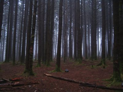 Summit
'The Emerald forest'
Summit of Unaka with fog
11-1-18

