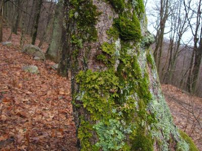 Fungi And Moss
Multi-fungi and moss covered tree trunk on Rich Mountain, 3-5-2011
