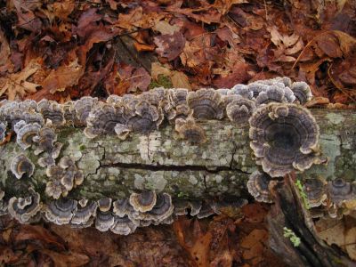 Fungus On Limb
Rich Mountain,
3-5-2011
