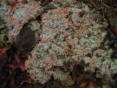 Blue-Green Fungus
With pink spores,
near pond on Higgins Ridge,
3-5-2011
