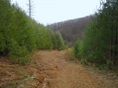 Trail To Pond 
On Higgins Ridge, below Frozen Knob,
3-5-2011
