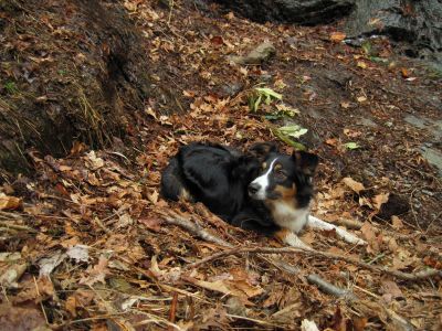 Rumo
Dave's Dog, Buckeye Falls,
3-22-2014
