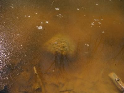 Frog Eggs
under a melting sheet of ice near Bearwallow Gap on Rich Mountain, 3-12-11

