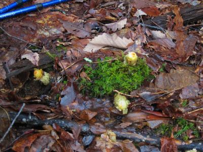 Strange Fungus
one of the 'collared earthstar' varieties of the 'puffball' family of mushrooms...
Chigger Ridge, 3-12-11
