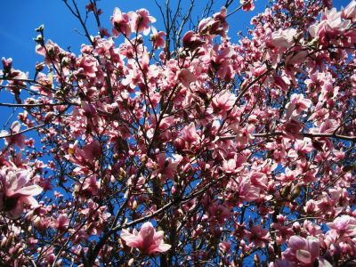 Tulip Magnolia
April, 2010
