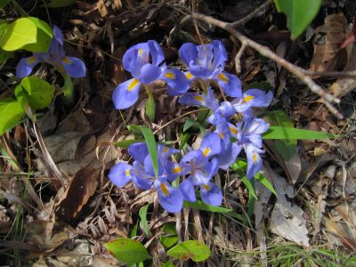 Wild Iris
Beside the Cowbell Hollow Trail, 
4-16-2011

