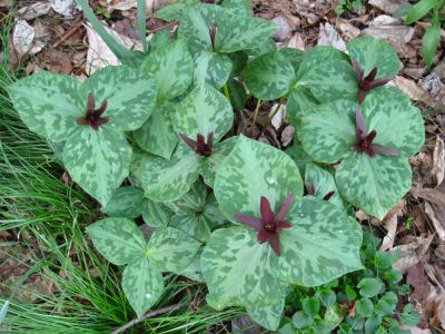 Toadshade
April, 2010
